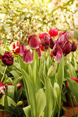 Fringed Tulip Curly Sue Crimson and red color Double Late Tulips (Tulipa) Lipstick Glow flower in a garden Idea for postcards, greetings, invitations, posters and Birthday decoration, background