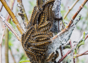 close up of branches and caterpillars