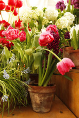 Tulip terry late Aveyron, Tulipa Aveyron with fresh green leaves in soft lighting on a blurry...