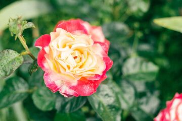 Close-up image of flower pink and red Jubile du Prince de Monaco Floribunda and rosebuds on green plant blurred background. Big pattern petals. Fresh air field gardening. Outdoor