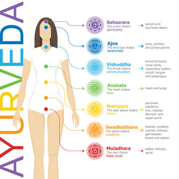 Chakras system with glands. Yogi woman. Vector flat style drawing Sahasrara, Ajna, Vishuddha, Anahata, Manipura, Svadhisthana, Muladhara with text about his glands. Ayurveda, Hinduism, Reiki, Yoga 