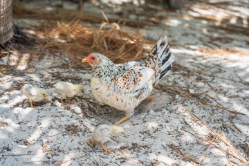 Hen with chickens