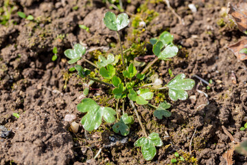 Barbara common seedlings in garden