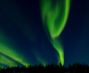 Fototapeta na wymiar aurora borealis over trees
