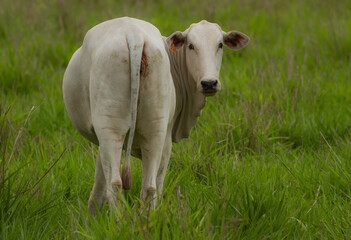 Fototapeta premium cow in the meadow