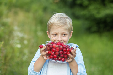 Child boy collects and eats ripe cherries in garden. Happy schoolboy holding fresh fruits.