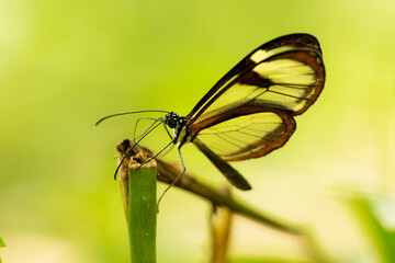 Borboleta de asa de vidro da espécie de borboleta de pés escovados também conhecida como Greta...