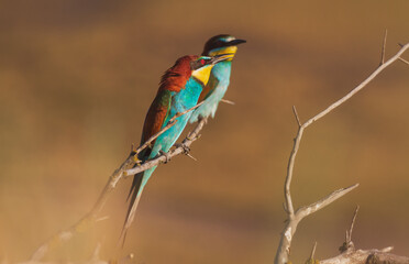 beautiful birds in the sunset