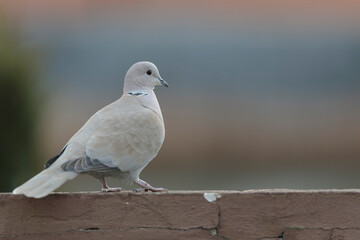 Eurasian collared dove Streptopelia decaocto in close view