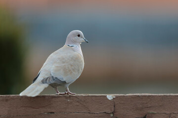 Eurasian collared dove Streptopelia decaocto in close view