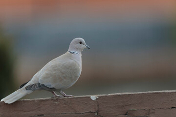 Eurasian collared dove Streptopelia decaocto in close view