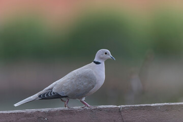 Eurasian collared dove Streptopelia decaocto in close view