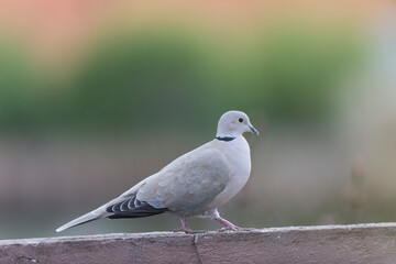 Obraz premium Eurasian collared dove Streptopelia decaocto in close view