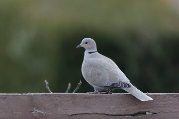Eurasian collared dove Streptopelia decaocto in close view