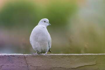 Eurasian collared dove Streptopelia decaocto in close view