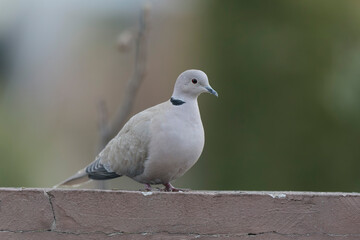 Eurasian collared dove Streptopelia decaocto in close view