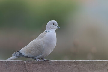 Eurasian collared dove Streptopelia decaocto in close view