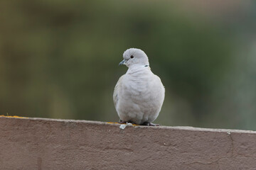Eurasian collared dove Streptopelia decaocto in close view