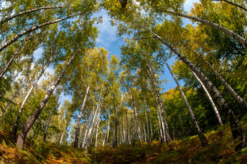 colorful orange autumn in mountains with green spruce