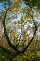 colorful orange autumn in mountains with green spruce