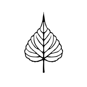 Hand drawn leaf of bodhi