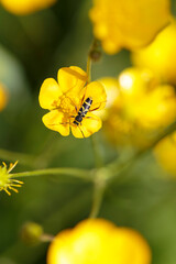 Longhorned beetle Clytus arietis sitting on a yellow flower in spring