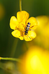 Longhorned beetle Clytus arietis sitting on a yellow flower in spring