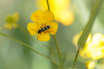 Longhorned beetle Clytus arietis sitting on a yellow flower in spring