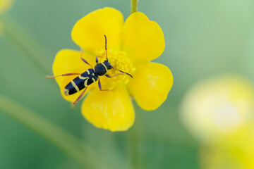Longhorned beetle Clytus arietis sitting on a yellow flower in spring