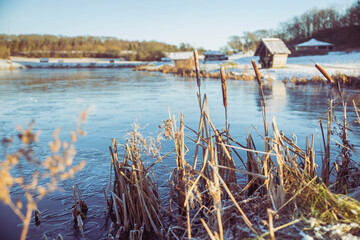 Reed on a winter lake in Denmark 