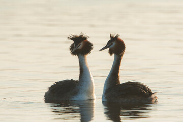 Great Crested Grebe (Podiceps cristatus) two birds courtshipping