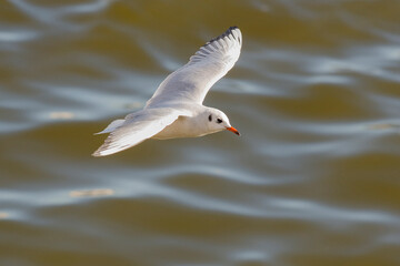 Black-headed Gull (Chroicocephalus ridibundus) in winter plumage in flight above water