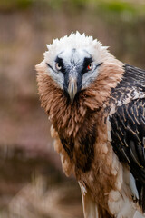 Close-up of a bearded vulture