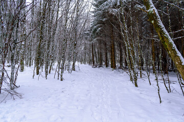 Fototapeta premium La neige à la montagne