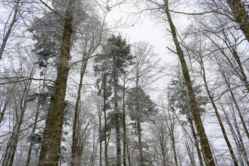La neige à la montagne