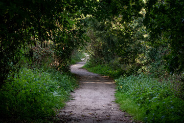 Winding hiking path at nature reserve 'Mechels Broek' in Belgium