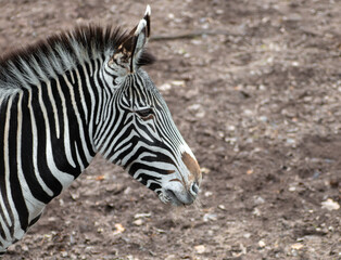 Obraz na płótnie Canvas A side view of a zebra
