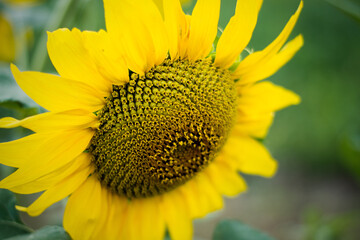 Naklejka premium sunflower
