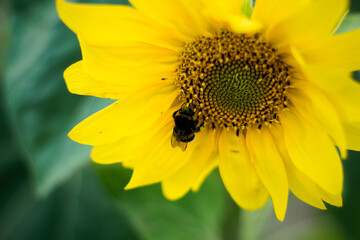 Obraz premium sunflower with bee