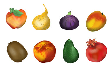 Fruit decorative fruit set isolated on white background. Red apple, yellow pear, violet fig, orange mango, brown kiwi, peach, green avocado and purple pomegranate. Realistic hand drawn illustration