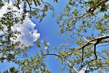 Blick von unten zum Baumwipfel