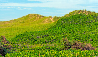 Verdant Vegetation on Coastal Sand Dunes