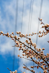 Spring branch. Beautiful branches of white Cherry blossoms on the tree on blue sky background. Apricot flowers during spring season in the park. Early spring concept. March or april