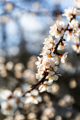 Closeup spring branch. Beautiful branches of white Cherry blossoms on the tree on blue sky background. Apricot flowers during spring season in the park. Early spring concept. March or april. CLose-up