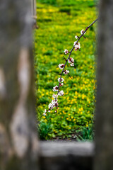 Spring branch. Beautiful branches of white Cherry blossoms on the tree on green grass background. Apricot flowers during spring season in the park. Early spring concept
