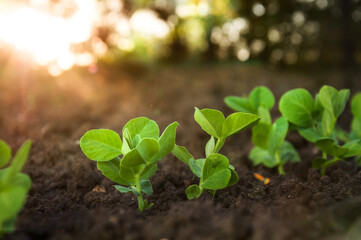 Sprouts of young pea plants grow in rows in a field in the rays of the sun. Selective focus.