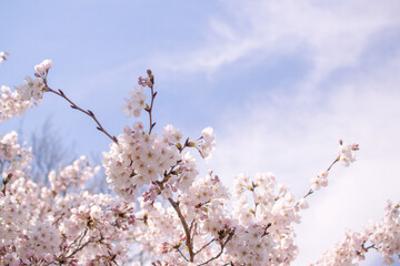Fototapeta premium Cherry blossoms against the blue sky