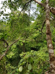 View of the rain forest canopy in Corcovado National Park, Costa Rica