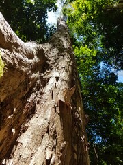 Trunk of the endangered tree 