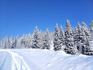 Obraz premium winter landscape with trees